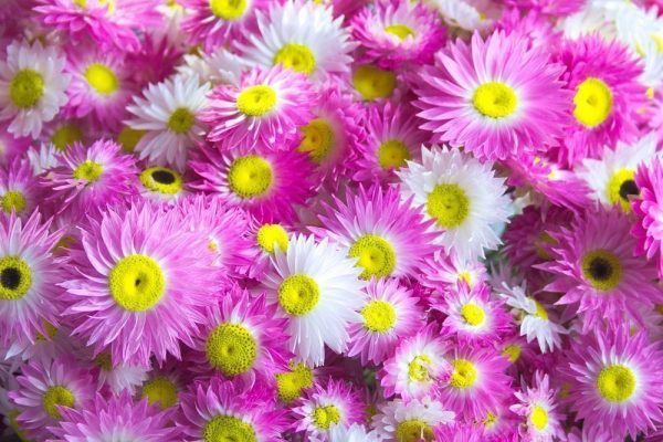 Droogboeket strobloemen close-up roze en wit