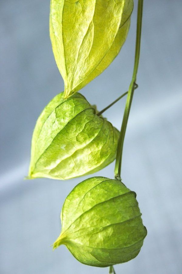 Droogbloemen boeket lampionplant close-up