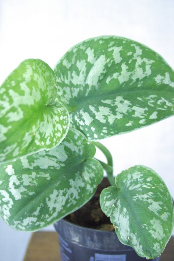 Close-up van bonte bladeren van Scindapsus pictus kamerplant
