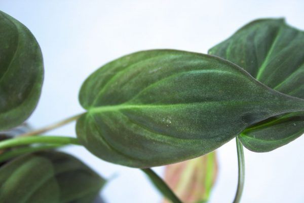 Close-up van blad van Philodendron 'Micans' kamerplant