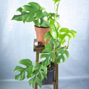 Rhaphidophora tetrasperma kamerplanten op houten krukje.
