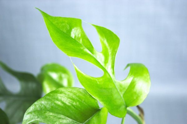 Close-up van glanzend, lichtgroen blad van Mini monstera kamerplant