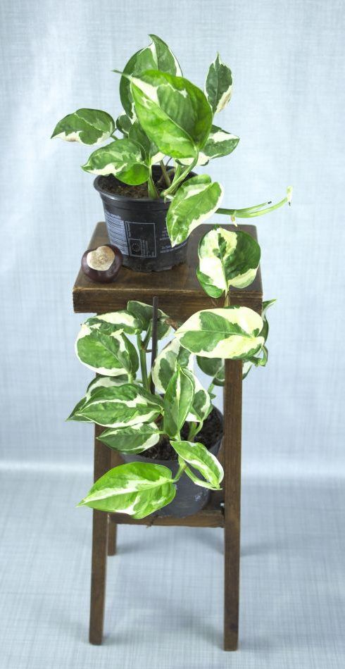 Twee Pothos 'N'joy' kamerplanten in kweekpot op houten krukje