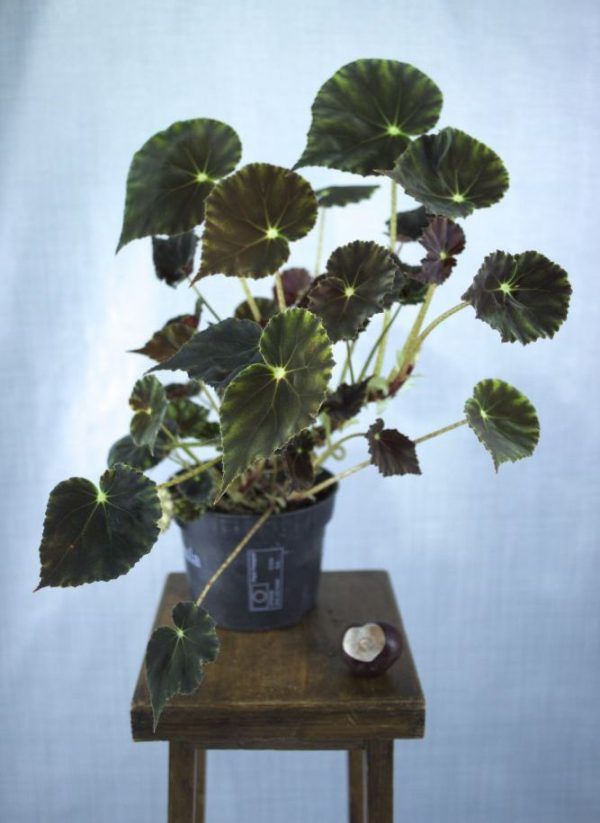 Begonia kamerplant in kweekpot op houten krukje