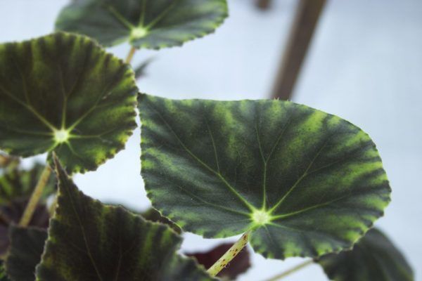 Bladeren van Begonia kamerplant