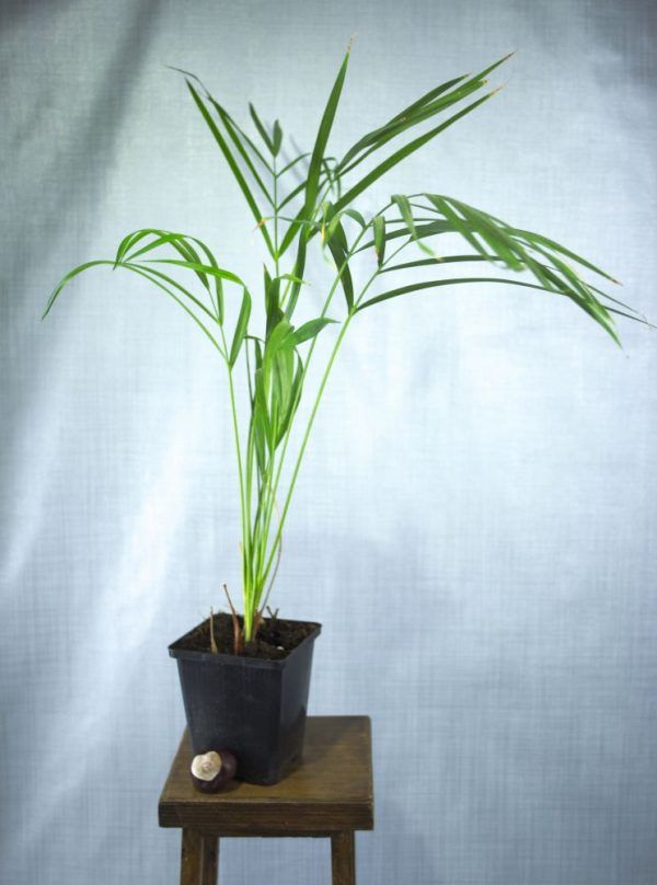 Areca palm kamerplant in kweekpot op houten krukje.