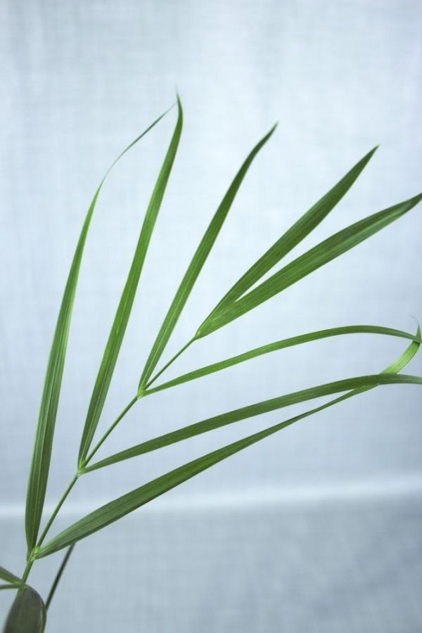 Gevederd blad van Areca palm kamerplant met blauwgrijze achtergrond