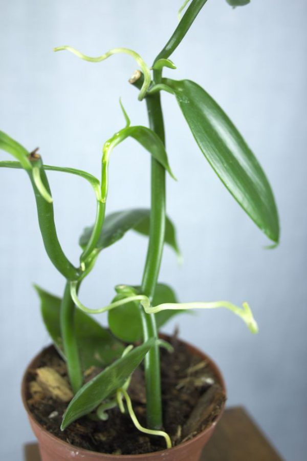 Vanille orchidee (Vanilla planifolia) stek close-up