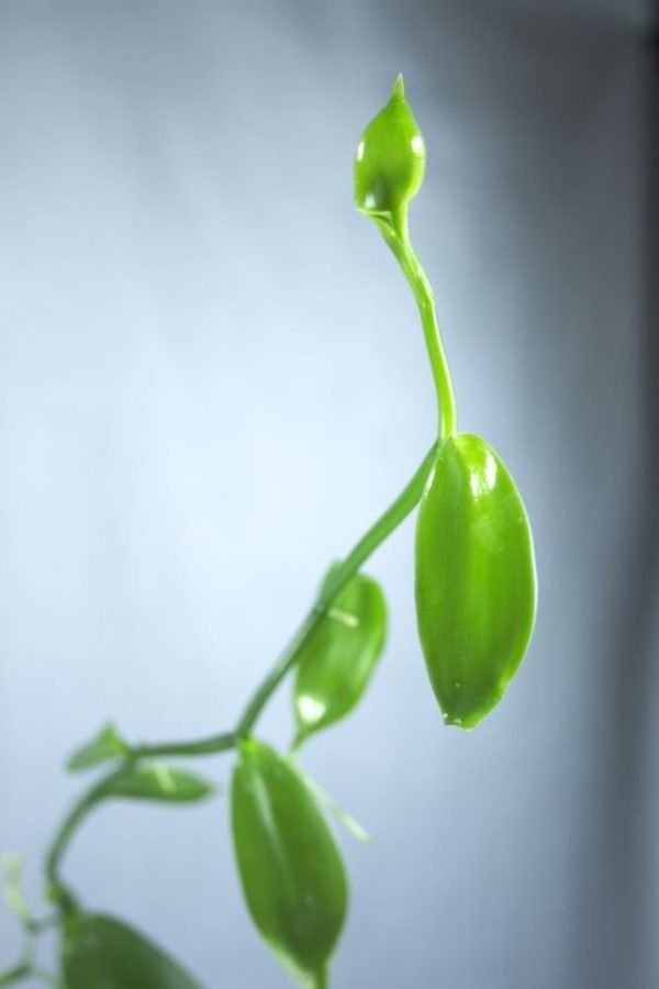 Vanille orchidee (Vanilla planifolia) kamerplant stek