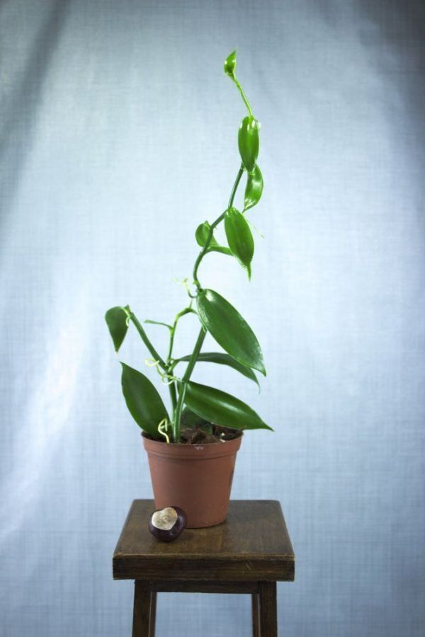 Vanille orchidee (Vanilla planifolia) stek