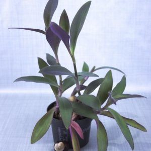 Tradescantia pallida kamerplant in kweekpot met blauwgrijze achtergrond.