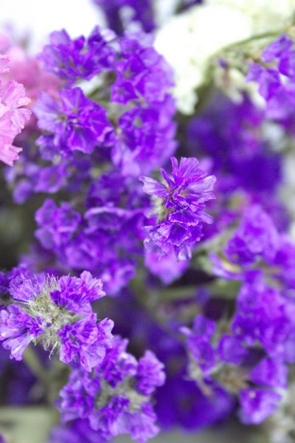 Close-up van paarsblauwe lamsoor droogbloemen.