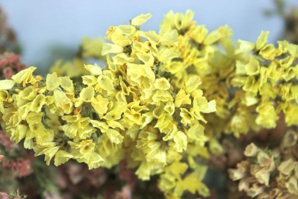 Close-up van gele lamsoor droogbloemen