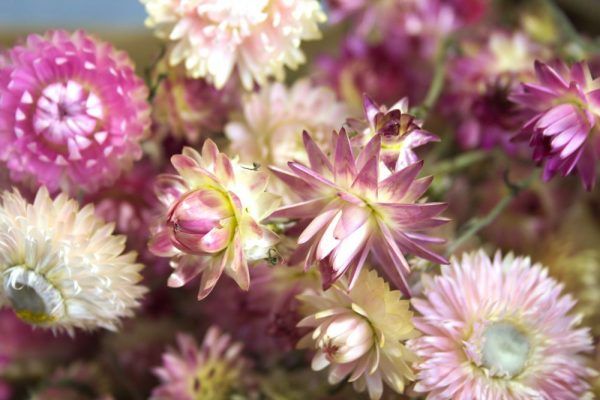 Close-up roze strobloem droogbloemen