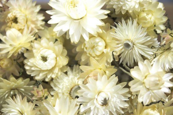 Close-up van witte strobloem droogbloemen