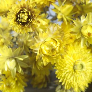 Close-up van gele strobloem droogbloemen,