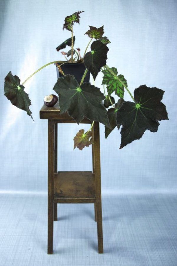 Begonia heracleifolia kamerplant op houten krukje met blauwgrijze achtergrond