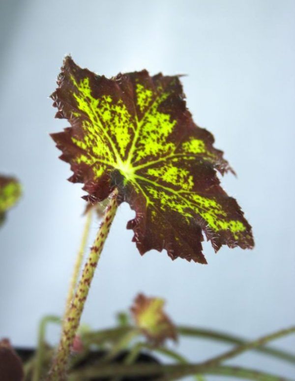Close-up van blad van Begonia kamerplant