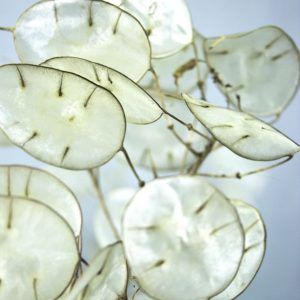 Close-up van zaaddozen van Judaspenning plant