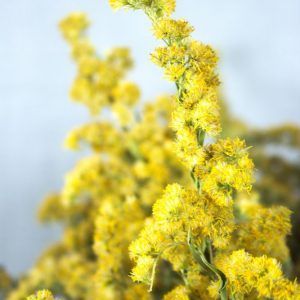 Close-up van gele bloemen van guldenroede, gedroogd