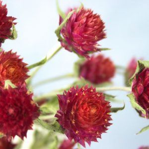 Losse droogbloemen rode kogelamaranth (Gomphrena) close-up