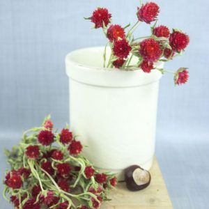 Losse droogbloemen kogelamaranth (Gomphrena) rood