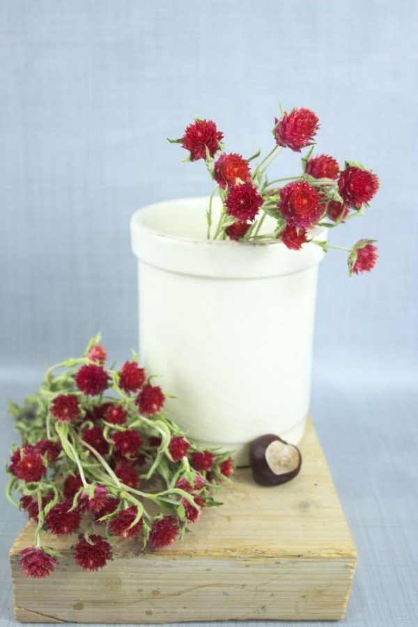 Losse droogbloemen kogelamaranth (Gomphrena) rood