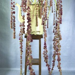 Losse droogbloemen XL reuzenamaranth in vintage kan