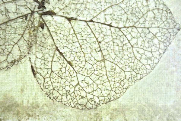 Herfstblad canvas klimop close-up