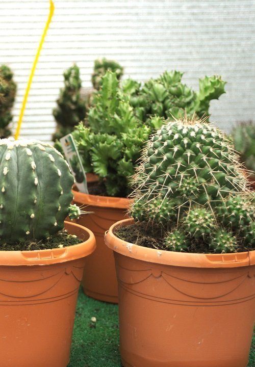 Hoe vaak moet je een cactus water geven? 