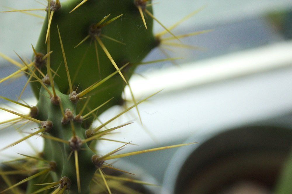 Opuntia cactus kamerplant | Hoe vaak moet je een cactus water geven?
