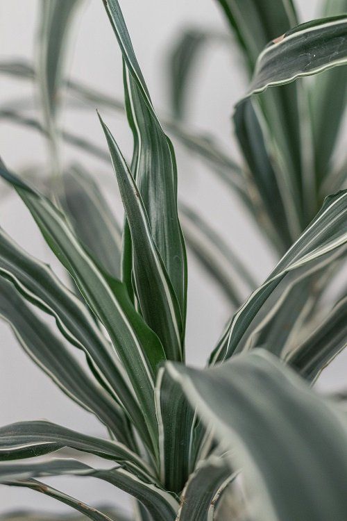 Dracaena fragrans kamerplant | Dracaena stekken