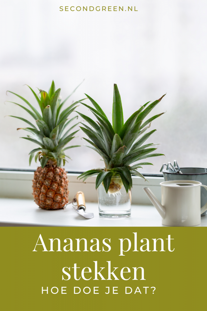 Ananas plant op water | Hoe stek je een ananas?
