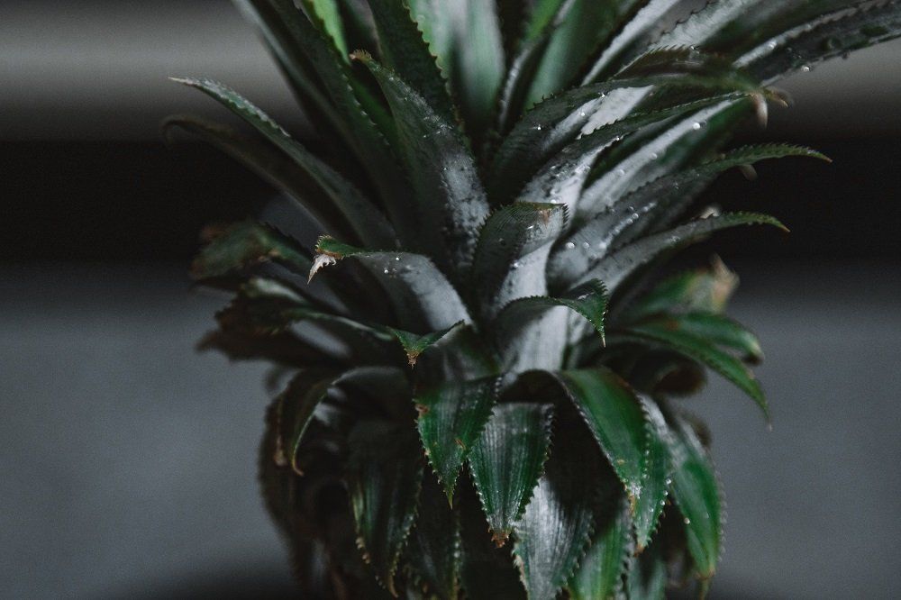 Ananas plant kroon | Hoe stek je een ananas?