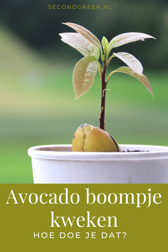 Avocado boompje | Avocado kweken uit pit