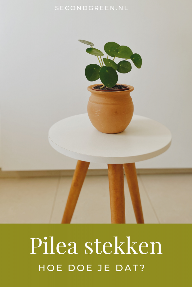 Pannenkoekplant | Pilea stekken, hoe doe je dat?