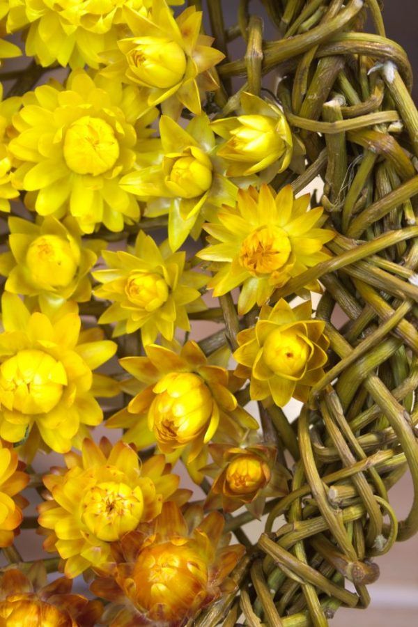Droogbloemen geel strobloem
