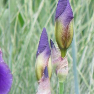 Iris bloemknoppen