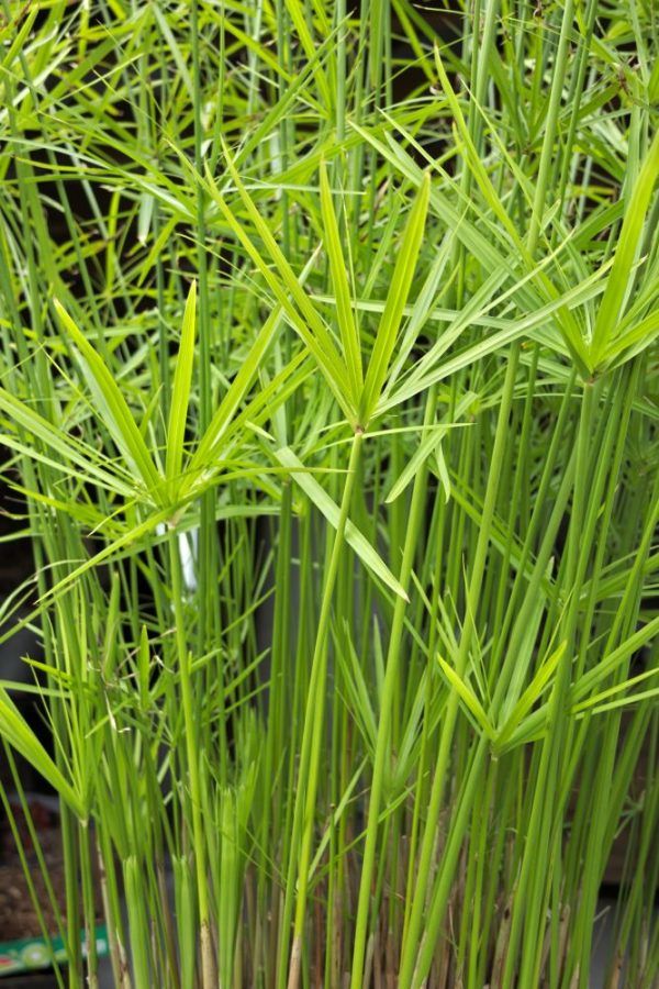 Papyrus riet plant