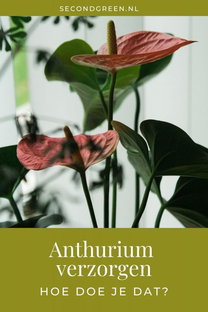 Anthurium verzorging | Alles over de flamingoplant