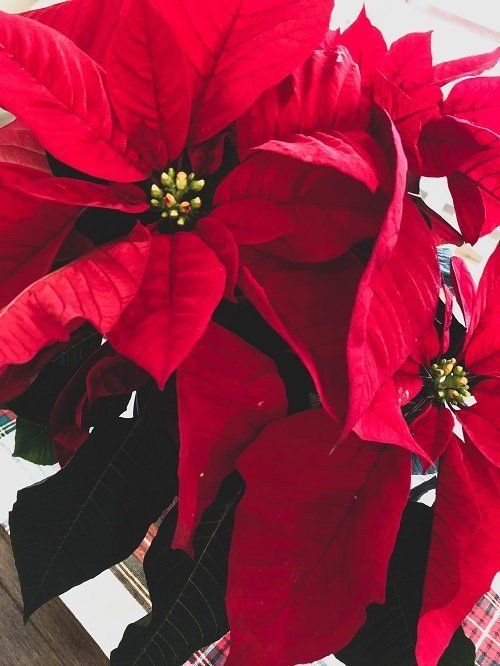 Kerstster (Poinsettia), rood