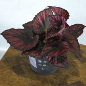 Begonia rex stek rood-zwart