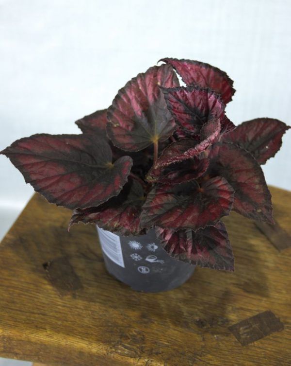 Begonia rex stek rood-zwart