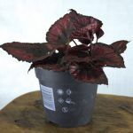 Begonia rex stek rood-zwart in kweekpot