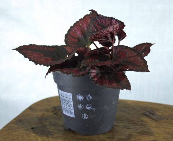 Begonia rex stek rood-zwart in kweekpot