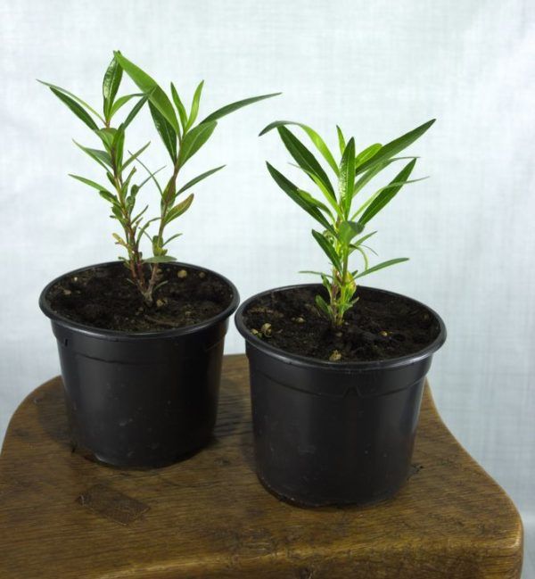 Oleander zaailing roze (Nerium oleander) in kweekpot