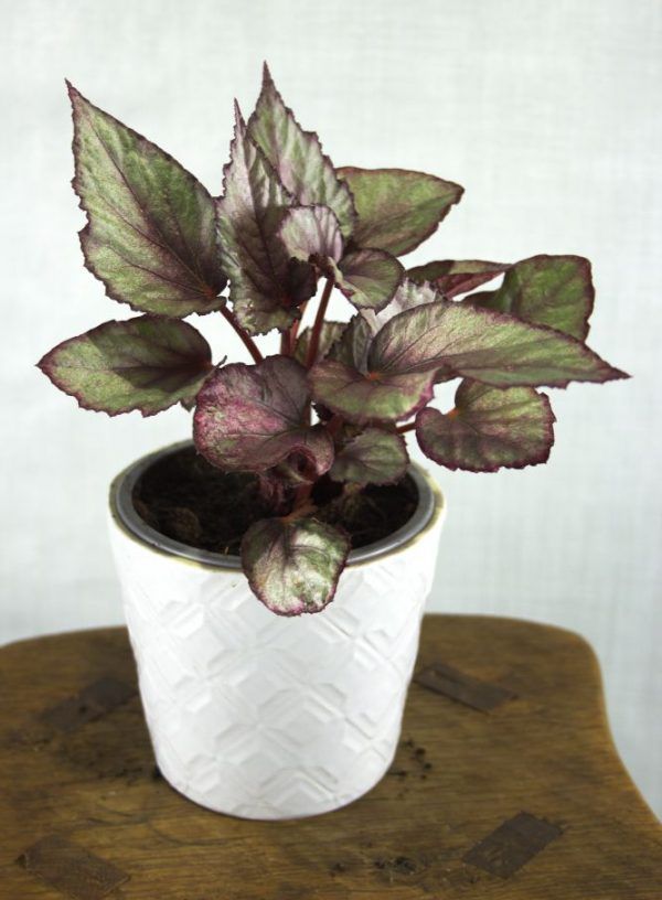 Begonia lila in pot