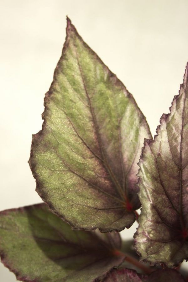 Begonia lila-paars