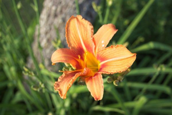 Daglelie (Hemerocallis sp.) oranje bloem