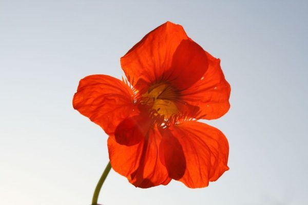 Oost-Indische kers close-up oranje bloem